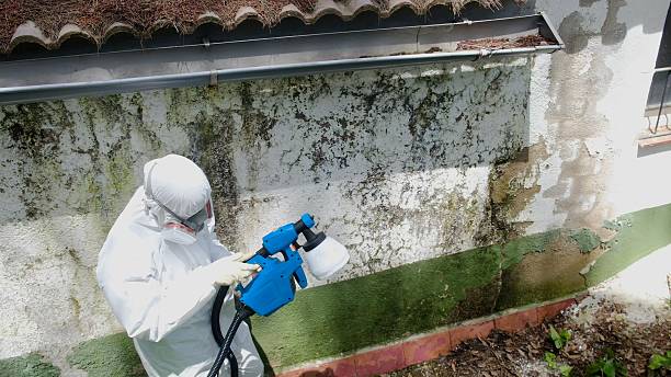 Trusted Black Mold Removal service in Broad Top, PA - Cheap Mold Removal